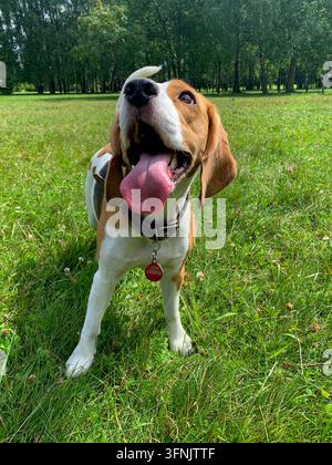 Chien beagle heureux avec la langue tirée se tient sur l'herbe verte d'un parc ensoleillé en été, regardant vers le haut. Banque D'Images