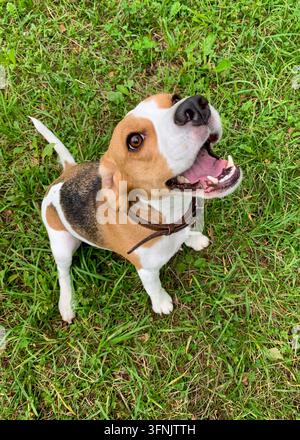 Beagle tricolore portant un collier en cuir marron assis sur de l'herbe verte et regardant vers le haut la bouche ouverte. Banque D'Images