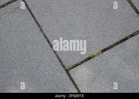 dalés de patio en pierre grise avec de petites mauvaises herbes poussant dans les joints ( gros plan, ombre profonde ) Banque D'Images