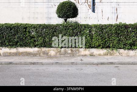 Clôture composée d'un mur de béton bas usé et d'une haie au sommet. Petit arbre ornemental et façade en arrière-plan. Trottoir et rue devant. Arrière-plan Banque D'Images