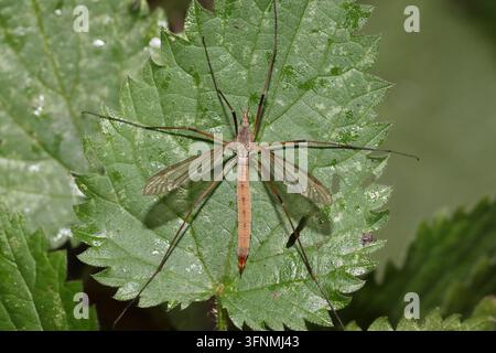 MOUCHE CRANE (famille Tipulidae, peut-être Tipula sp,) femelle reposant sur une feuille d'ortie, Royaume-Uni. Banque D'Images