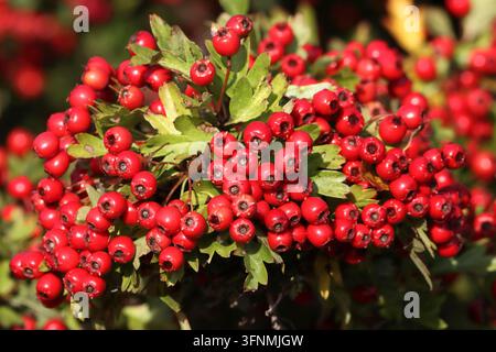 Baies rouges du POMMIER ÉPINEUX COMMUN (Crataegus monogyna), Royaume-Uni. Banque D'Images