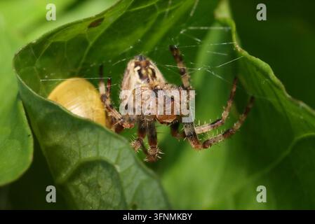 ARAIGNÉE DU JARDIN (Araneus diadematus) dans son refuge, Royaume-Uni. Banque D'Images