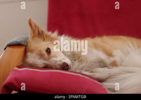 Un chien mignon, petit et de couleur claire dort sur le canapé dans le salon. Banque D'Images