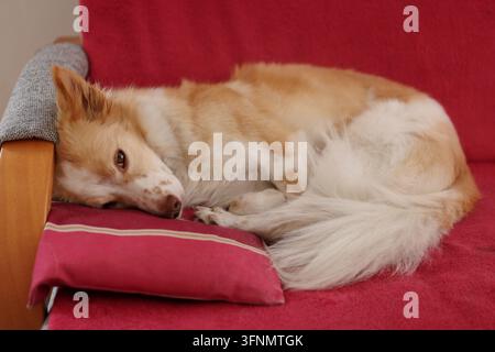 Un chien mignon, petit et de couleur claire dort sur le canapé dans le salon. Banque D'Images