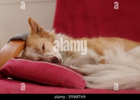 Un chien mignon, petit et de couleur claire dort sur le canapé dans le salon. Banque D'Images