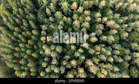 Vue aérienne par le dessus d'une canopée de forêt de conifères dense Banque D'Images
