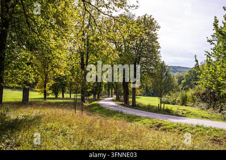 Une route de campagne sereine serpente entre des arbres luxuriants et des champs herbeux. Ce chemin tranquille offre une belle et paisible route pour les amoureux de la nature afin d'explorer la Banque D'Images