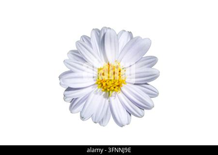Tête de fleur unique de marguerite blanche isolée sur fond blanc, vue macro par-dessus de la fleur de marguerite en fleurs avec centre de pollen jaune. Banque D'Images