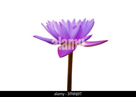 Belle fleur de lotus violet avec tige isolée sur fond blanc, vue de côté gros plan d'une fleur de lotus violette en fleurs avec pollen jaune Banque D'Images