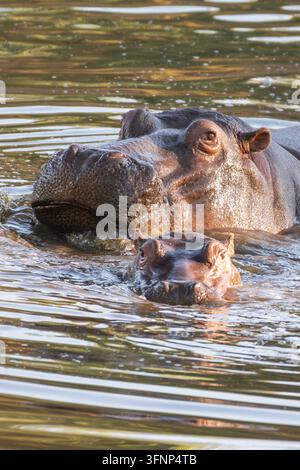 Un plan rapproché et détaillé de deux hippopotames communs (Hippopotamus amphibius) partiellement submergés dans une rivière, avec la lumière du soleil se reflétant sur l'eau Banque D'Images