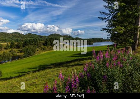 Campagne estivale avec chénopode et lac près de Haugesund, Norvège Banque D'Images