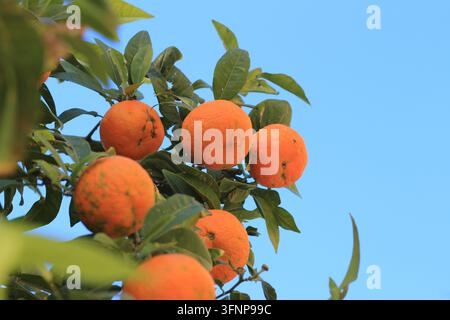 Oranges mûres pendantes à un arbre citronnier avec des feuilles vertes et un ciel bleu Banque D'Images