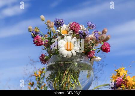 Bouquet de fleurs sauvages (camomille, trèfle pied de lièvre, trèfle en zigzag, scabieuse des moutons, millepertuis perfore) dans un vase rond contre le ciel Banque D'Images