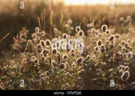 Trifolium arvense trèfle pied de lièvre têtes roses duveteuses sur une prairie brumeuse au lever du soleil Banque D'Images