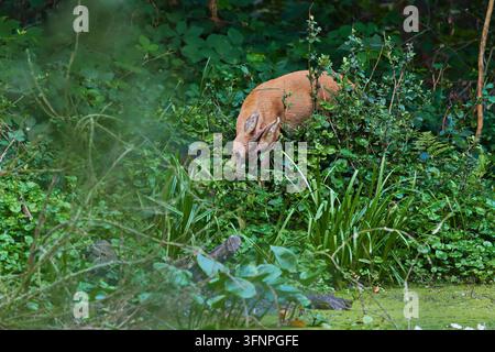 Becquet de chevreuil camouflé (Capreolus capreolus) émergeant d’un feuillage dense de forêt verte dans le nord de l’Allemagne. Banque D'Images