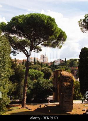 Vue des vestiges de l'aqueduc antique (Aqua Claudia) et des pins sur le mont Palatin (Palatino) à Rome, Italie, avec une vue sur le Celi Banque D'Images