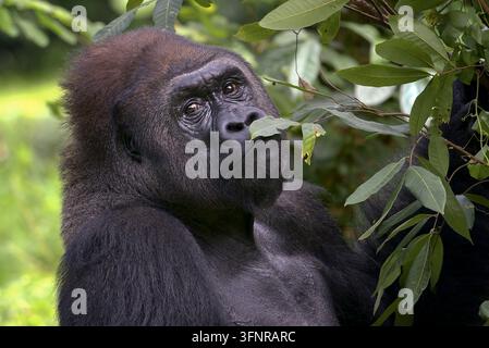 Gorille des basses terres de l’ouest (gorilla gorilla gorilla) reposant parmi un feuillage vert Banque D'Images