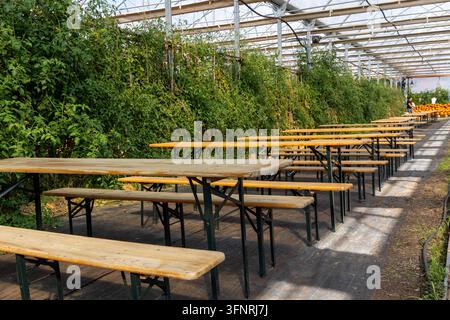 Longues tables en bois et bancs installés dans une grande serre avec des plantes vertes sur les étagères, exposition de récolte automnale, toile de fond pour événement saisonnier Banque D'Images
