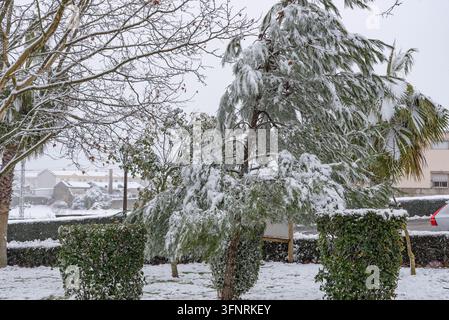 Un pin chargé de neige et des haies vertes soigneusement taillées se dressant dans un parc public pendant une chute de neige hivernale Banque D'Images