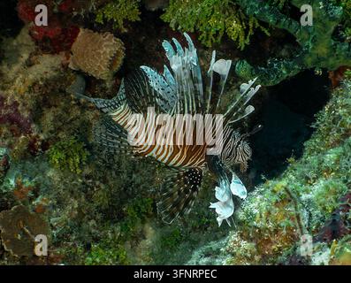 Nature et faune : Lionfish rouge nageant près de la réserve naturelle du mur de corail à Key Largo, Floride Banque D'Images