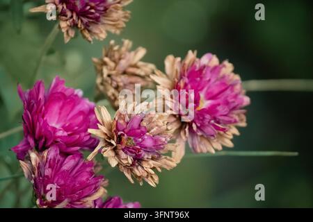 Gros plan de fleurs de chrysanthème rose fanées et sèches dans un jardin extérieur Banque D'Images