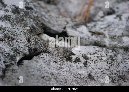 Prise de vue macro d'une surface rocheuse grise craquelée recouverte de mousse et de lichens Banque D'Images