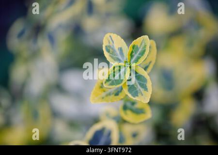 Macro de feuilles panachées d'Euonymus fortunei poussant dans le jardin Banque D'Images