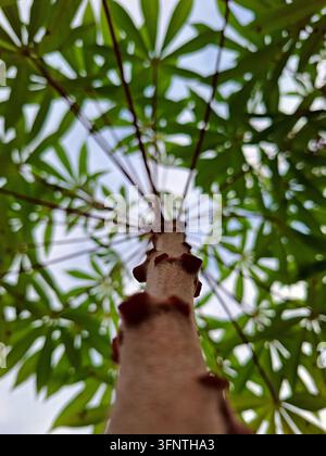 Vue en contre-plongée regardant vers le haut de la tige du manioc vers les feuilles palmées vertes contre un ciel éclatant, montrant une croissance agricole tropicale naturelle Banque D'Images