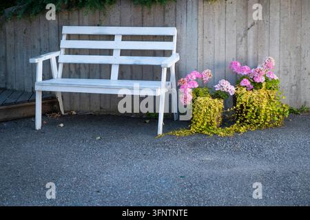 Banc en bois peint en blanc placé à l'extérieur sur de l'asphalte à côté de fleurs de géranium roses en pot contre un mur de béton texturé par une journée ensoleillée à Vaxholm Banque D'Images