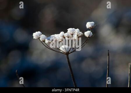 Tête de graine d'ombelle sèche recouverte de neige en gros plan. Beau givre et neige sur une branche de plante sauvage dans une prairie sur un fond d'hiver flou. Magie hivernale Banque D'Images