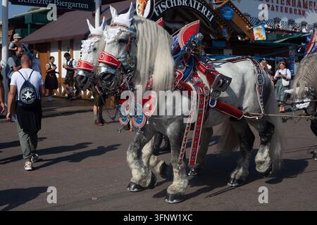 Close-up de puissants chevaux de trait blancs avec un harnais en cuir traditionnel se frayant un chemin dans la foule à l'Oktoberfest, Theresienwiese, Munich, Bavière. Banque D'Images