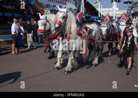 Close-up de puissants chevaux de trait blancs avec un harnais en cuir traditionnel se frayant un chemin dans la foule à l'Oktoberfest, Theresienwiese, Munich, Bavière. Banque D'Images