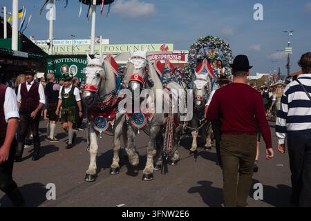 Close-up de puissants chevaux de trait blancs avec un harnais en cuir traditionnel se frayant un chemin dans la foule à l'Oktoberfest, Theresienwiese, Munich, Bavière. Banque D'Images