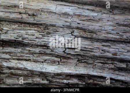Bûche de bois flotté gris fissuré et extrêmement érodé – fond texturé grunge en bois pourri vieilli Banque D'Images