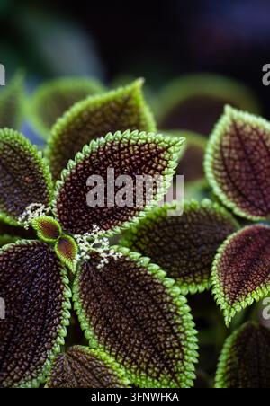 Gros plan du feuillage de Pilea involucrata Moon Valley montrant des feuilles vert profond et bordeaux avec des motifs de surface complexes. Banque D'Images