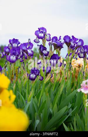 Fleurs d'iris barbu violet vives poussant dans un jardin, entourées d'un feuillage vert et d'autres fleurs colorées sous un ciel d'été lumineux. Banque D'Images