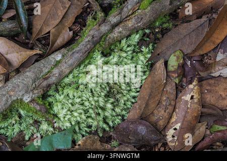 Mousse verte vibrante poussant parmi les feuilles tombées et les racines d'arbres sur le sol humide de la forêt de Sumatra, en Indonésie Banque D'Images