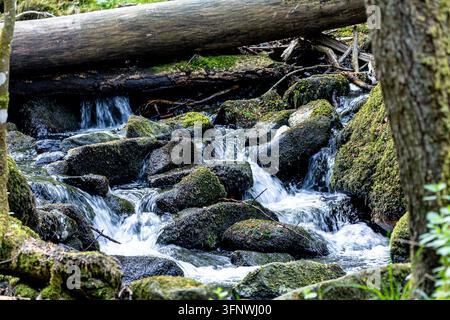 Ruisseau forestier dévalant sur des rochers moussus et des troncs tombés formant une petite cascade, une eau douce et fluide et une forêt luxuriante créant un cadre paisible et intact Banque D'Images