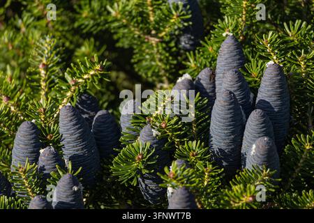 Cônes bleus de l'abricotier coréen Abies Koreana poussant sur les branches, gros plan Banque D'Images
