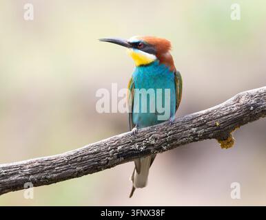 Guêpier d'Europe, merops apiaster. Un bel oiseau est posé sur une grosse vieille branche Banque D'Images