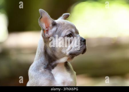 Chiot Bouledogue Français bleu sable avec un museau long et sain devant un fond flou de nature Banque D'Images