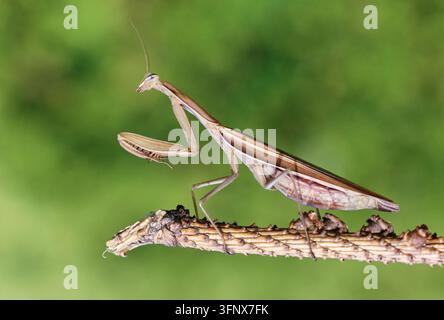 Mante religieuse sur une branche avec fond vert dans la nature. Banque D'Images