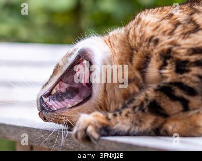 Chat Bengal, gros plan avec la bouche ouverte montrant les dents et la langue. Photo de haute qualité Banque D'Images
