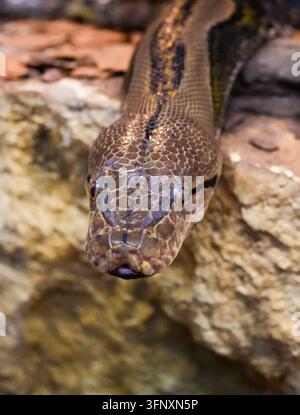 Portrait d'une python réticulée. Reptile en gros plan. Malayopython reticulatus. Banque D'Images