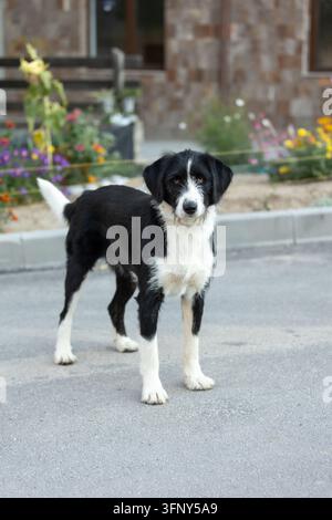 Chien de race mixte noir et blanc à poil dur debout dans une posture attentive Banque D'Images