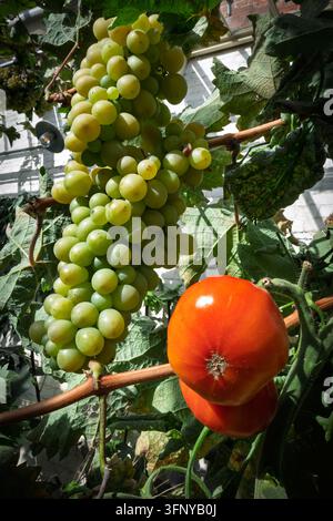 Tomate rouge mûre pendue à côté des raisins sur la vigne en serre. Banque D'Images