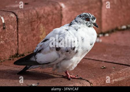 Un pigeon sauvage tacheté noir et blanc se tient sur des marches en pierre rouge en plein air lors d'un après-midi tranquille en vue rapprochée détaillée de profil latéral. Le Banque D'Images