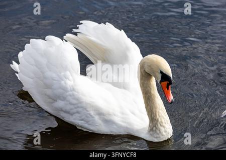 Un cygne muet blanc flotte gracieusement sur l'eau sombre et ondulée du lac tout en déployant ses ailes complètement ouvertes et son bec orange sous une lumière naturelle vive. Banque D'Images