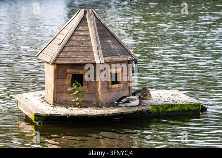 Une maison en bois artisanale pour les canards flotte sur les douces ondulations du lac tandis que deux canards colvert se reposent paisiblement sur la plateforme sous une lumière naturelle vive. Le Banque D'Images
